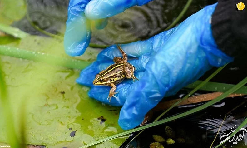 تصاویر منتخب حیات وحش در یک هفته